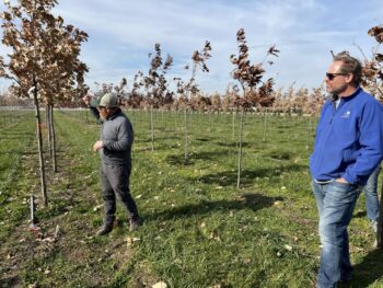 Northeast Municipal Foresters chapter of Illinois Arborist Association gather at Spring Grove Nursery to learn about tree growing and production.