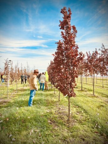 Northeast Municipal Foresters chapter of Illinois Arborist Association gather at Spring Grove Nursery to learn about tree growing and production.