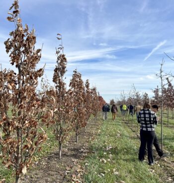 Northeast Municipal Foresters chapter of Illinois Arborist Association gather at Spring Grove Nursery to learn about tree growing and production.