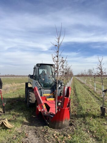 Northeast Municipal Foresters chapter of Illinois Arborist Association gather at Spring Grove Nursery to learn about tree growing and production.