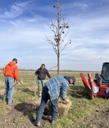 Northeast Municipal Foresters chapter of Illinois Arborist Association gather at Spring Grove Nursery to learn about tree growing and production.