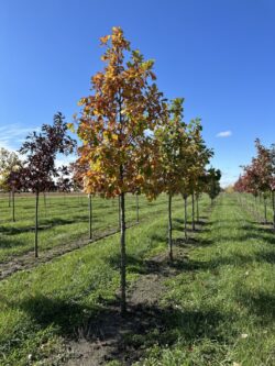 Quercus bicolor 'JFS-KW12' - American Dream Oak