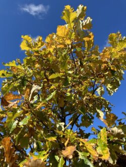 Quercus bicolor 'JFS-KW12' - American Dream Oak