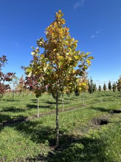 Quercus bicolor 'JFS-KW12' - American Dream Oak