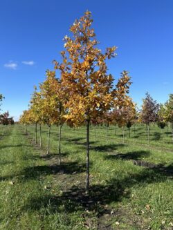 Quercus bicolor 'JFS-KW12' - American Dream Oak