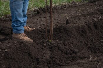 Tree Planting 2025