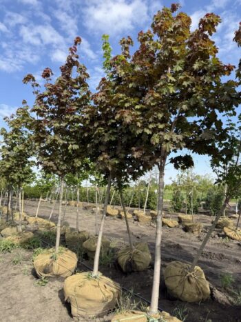 Acer platanoides 'Deborah'