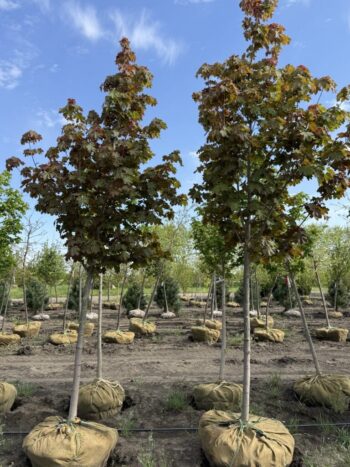 Acer platanoides 'Deborah'