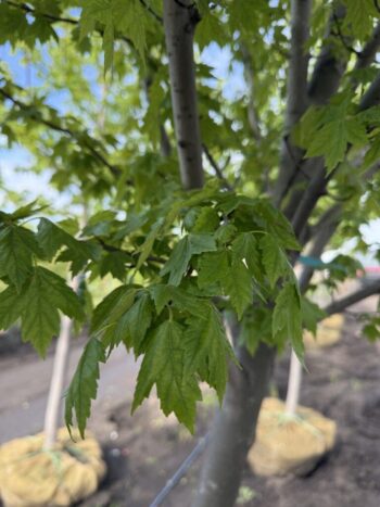 Acer rubrum 'Sun Valley'