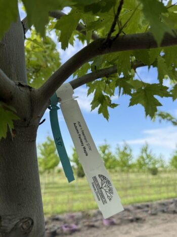 Acer x freemanii 'DTR-102'