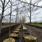 Acer x freemanii 'Jeffersred'