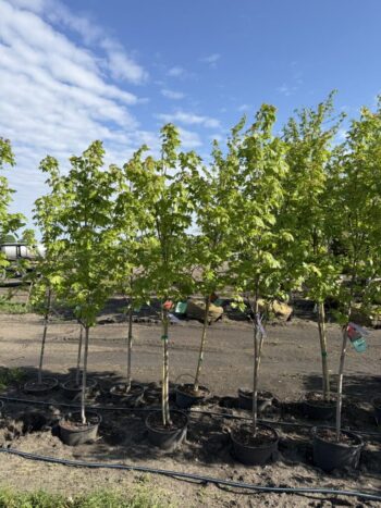 Acer x freemanii 'Jeffersred'
