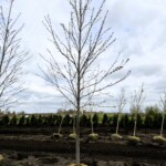Acer x freemanii 'Jeffersred'