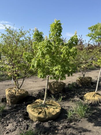Aesculus glabra 'JN Select'