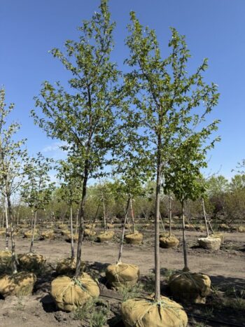 Alnus x spaeth