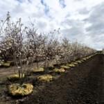 Amelanchier x grandiflora 'Autumn Brilliance'
