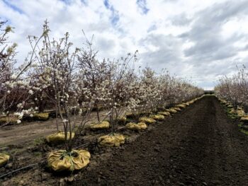 Amelanchier x grandiflora 'Autumn Brilliance'