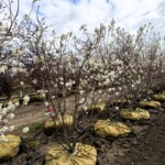 Amelanchier x grandiflora 'Autumn Brilliance'