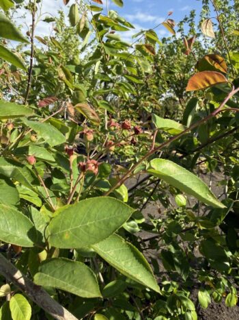 Amelanchier x grandiflora 'Autumn Brilliance'