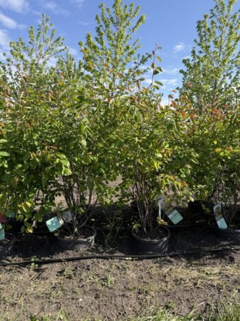 Amelanchier x grandiflora 'Autumn Brilliance'