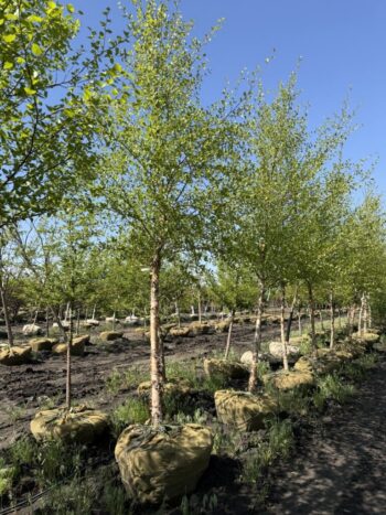 Betula nigra'Cully'