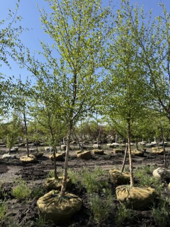 Betula nigra'Cully'