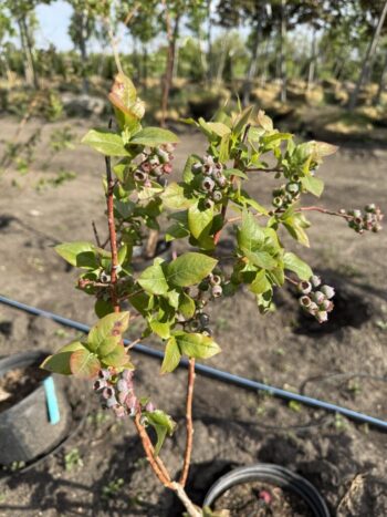 Blueberries