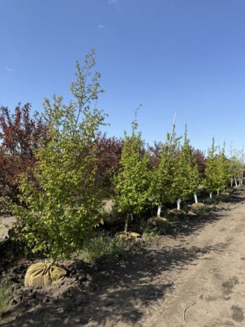 Carpinus caroliniana 'JN Strain'