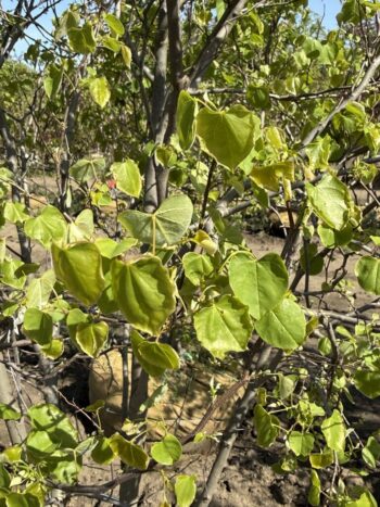 Cercis canadensis