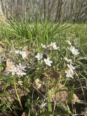 Spring Beauty