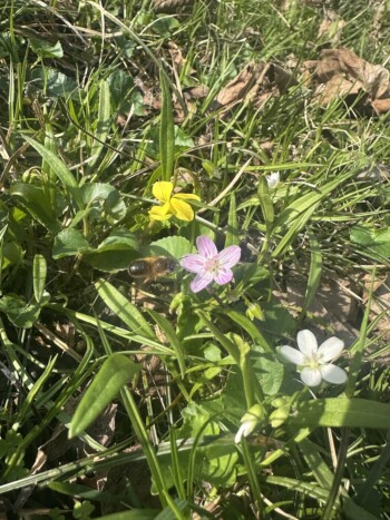 Spring Beauty and Violets