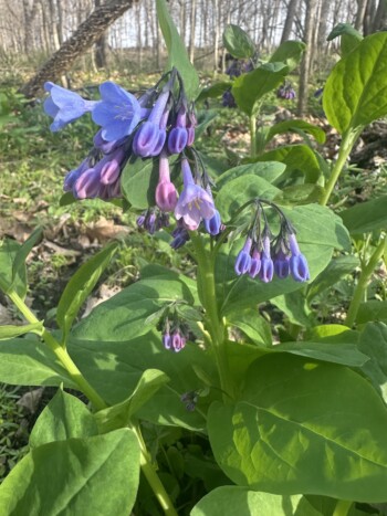 Virginia bluebells