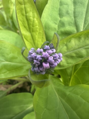 Virginia bluebells