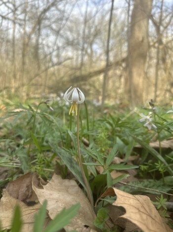 Trout Lily