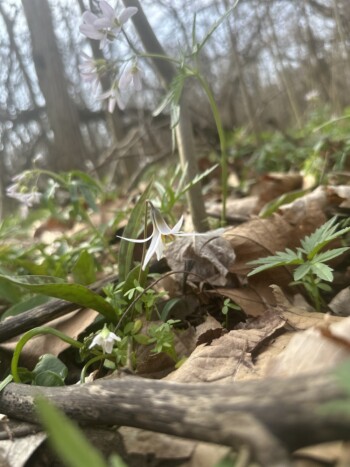 Trout Lily