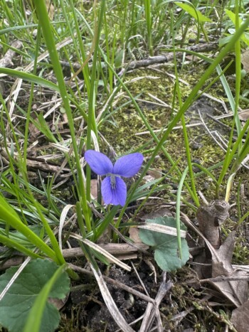 Violet