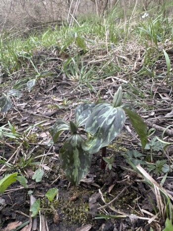 Trillium