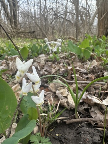 Dutchman’s Breeches