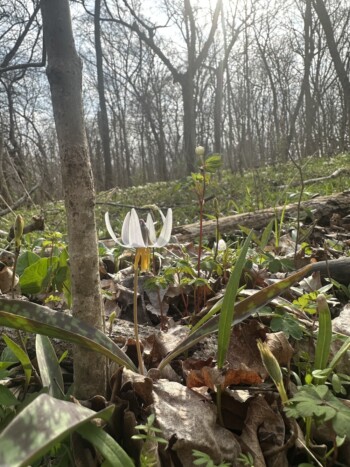 Trout Lily