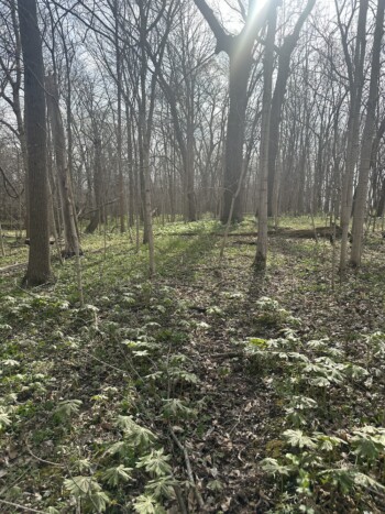 Mayapple Cluster