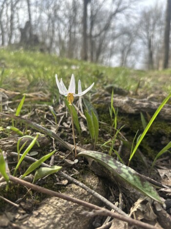 Trout Lily