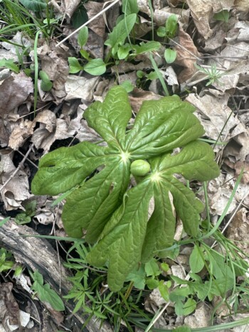 Mayapple