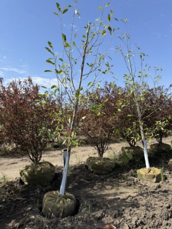 Magnolia virginiana 'Jim Wilson'