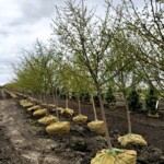Malus Golden Raindrops Crabapple