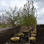 Malus Golden Raindrops and Spring Snow