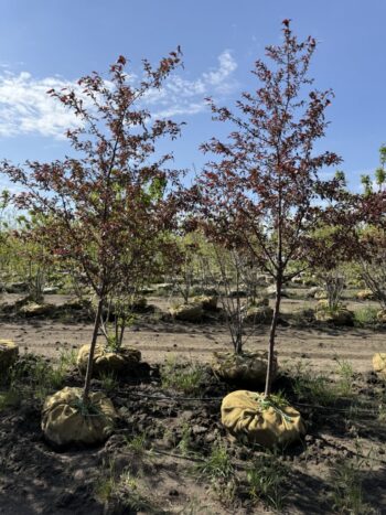 Malus 'JFS-KW5'