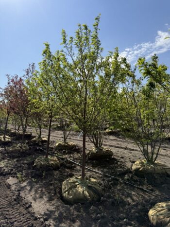 Malus 'Jewelcole'