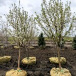 Malus Red Jewel Crabapple