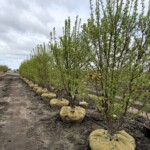 Malus Red Jewel Crabapple