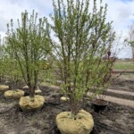 Malus Red Jewel Crabapple